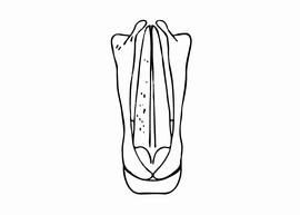  Osmia longicornis  male, diagram showing dorsal view of genitalia, diagram modified from Tkalcu 1969 
